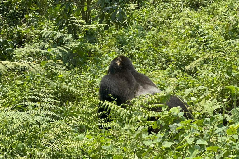 7 Tage Ruanda &amp; Uganda Primaten Trekking &amp; Wildlife Tour