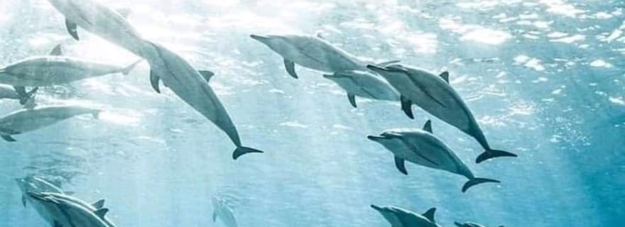Au départ de Kendwa/Nungwi : Dauphins de Mnemba avec plongée en apnée