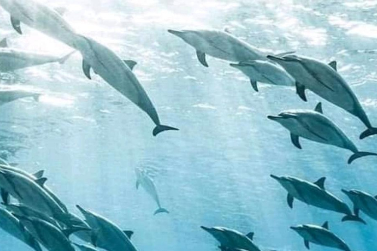 Zanzibar: Menamba Dolphins with Snorkeling Tour