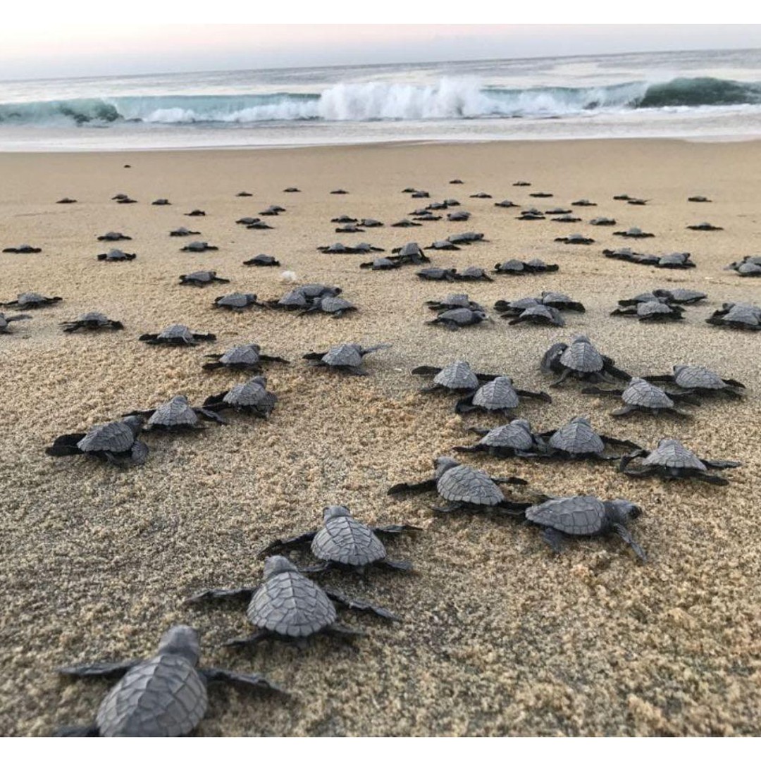 Galería de fotos para redes