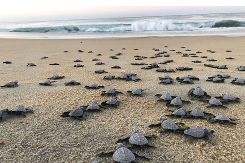 Baby Sea turtles release in Puerto Escondido
