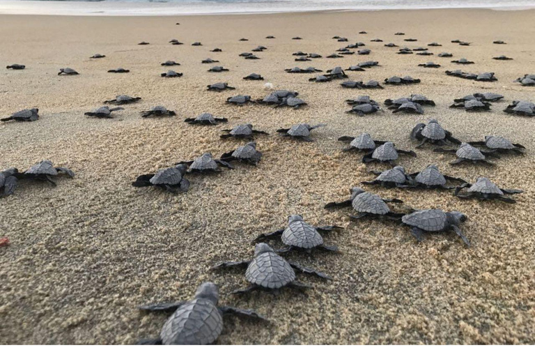 Baby Sea turtles release in Puerto Escondido