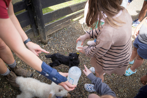 Auckland: Honey Center, Horse Riding & Sheep World Tour