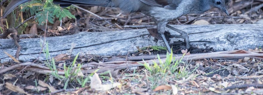 Koalas, kangourous et oiseaux lyres