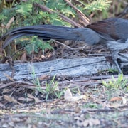 Koalas, Kangaroos and Lyrebirds