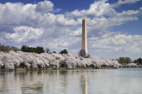 Washington DC : visite des cerisiers en fleurs avec ranger à la retraite