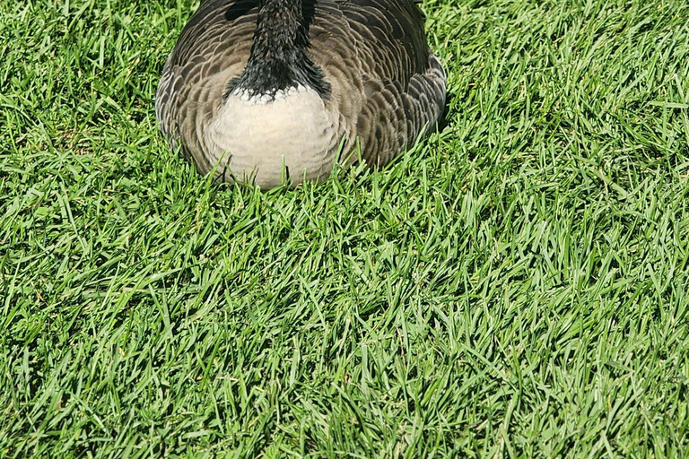 Toronto: Niagara Falls & Niagara-on-the-Lake Luxury Day Tour Toronto: Niagara Falls Day Tour with Hornblower Boat Cruise!