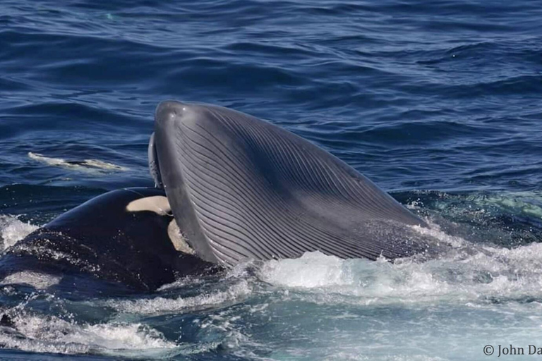 Montreal: Charlevoix, Canyon St-Anne, Whale Watch 2-Day Trip