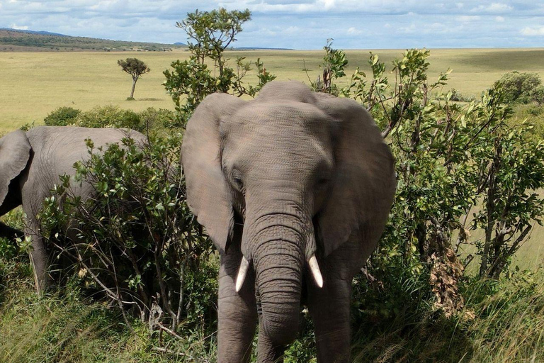 Nairobi: 3-Day epic trip to Maasai Mara Reserve with meals 3 days, 2 nights private safari to Mara in a tourist VAN