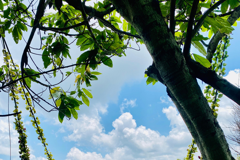 Bali: Swing, Koi Photo Boat, Monkey Forest, & Waterfall Private tour with ticket include