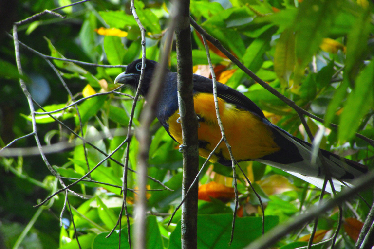 Manaus: 3-Day Amazon Jungle Adventure with Camping