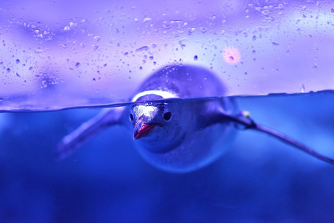 Bangkok: biglietto d'ingresso al SEA LIFE Bangkok Ocean WorldPrenotazione anticipata per date fuori stagione