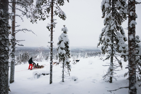 Rovaniemi: Aventura con huskies por la Ruta Larga del Círculo Polar Ártico