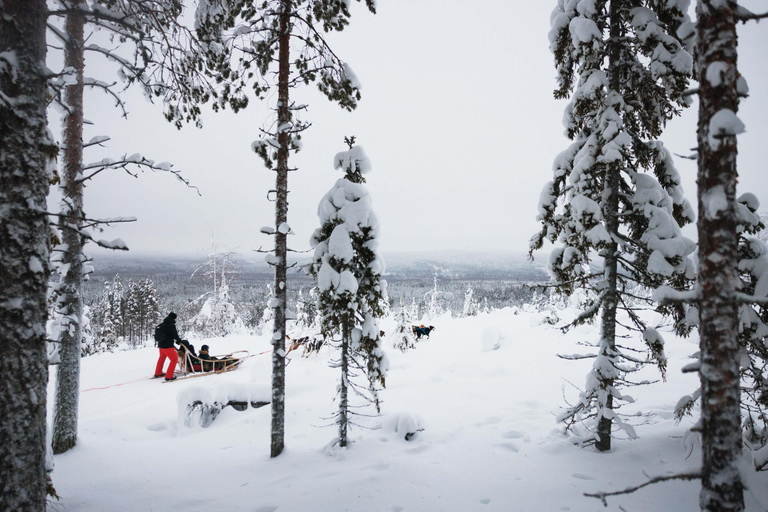 Rovaniemi : Aventure Husky sur la longue piste du cercle arctiqueRovaniemi : aventure arctique en traîneau de huskys