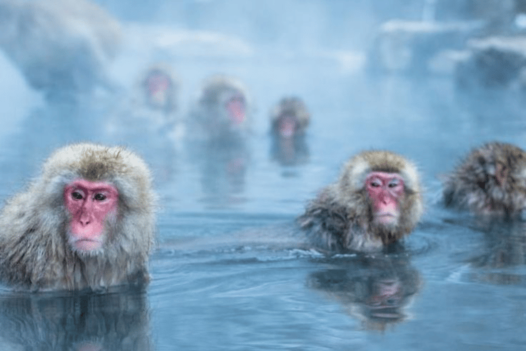 From Tokyo: Nagano Private Day Trip with Zenko-ji Temple