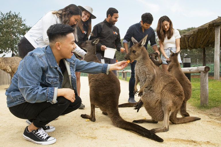 Blue Mountains: Mundo cênico, balsa, zoológico e foto de coala