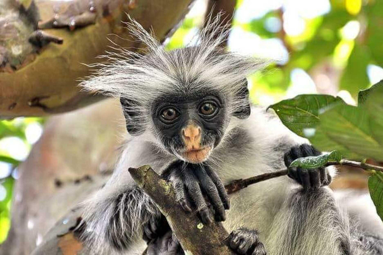 Zanzibar: escursione di un giorno nella foresta di Jozani e nella baia delle mangrovie con pranzo