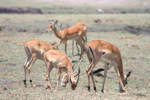 Victoria Falls: Safari game drive tour 3 hours