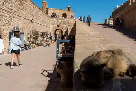 Vanuit Marrakech: Essaouira Stad en zee dagtrip