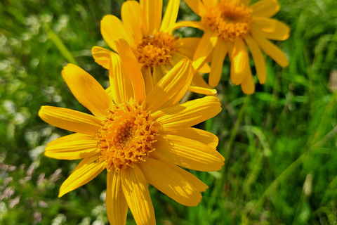 Mountain discovery hike: wildlife, flora and exceptional views Mountain Discovery Hike: Wildlife, Plants, and Exceptional Panoramas