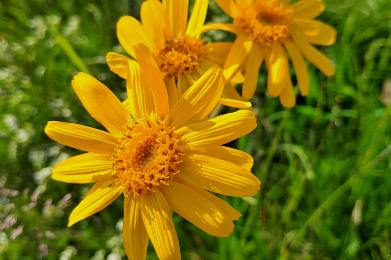 Mountain discovery hike: wildlife, flora and exceptional views Mountain Discovery Hike: Wildlife, Plants, and Exceptional Panoramas