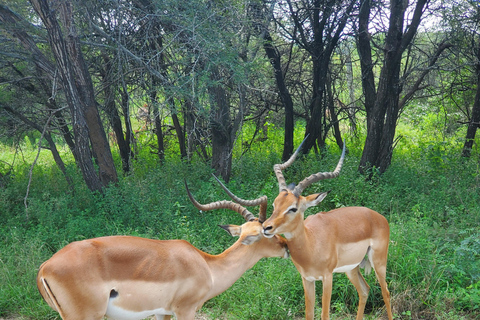 From Maputo: Kruger Park Safari & Elephant Interaction Tour