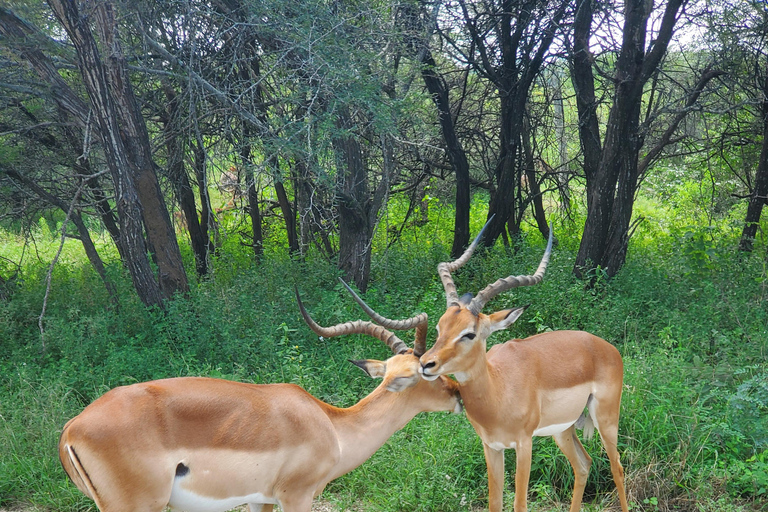 From Maputo: Kruger Park Safari & Elephant Interaction Tour