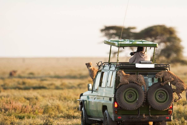 Paquete aéreo de lujo de 3 días a Maasai Mara