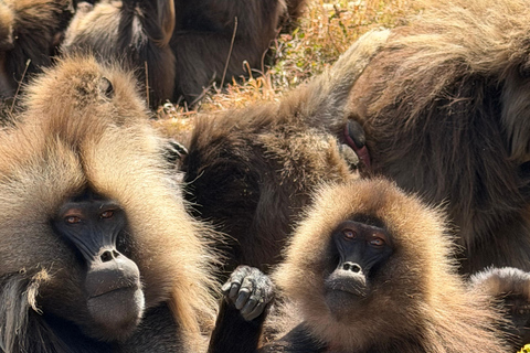 Exceptional Simien Mountains 3-Day Trekking Tour