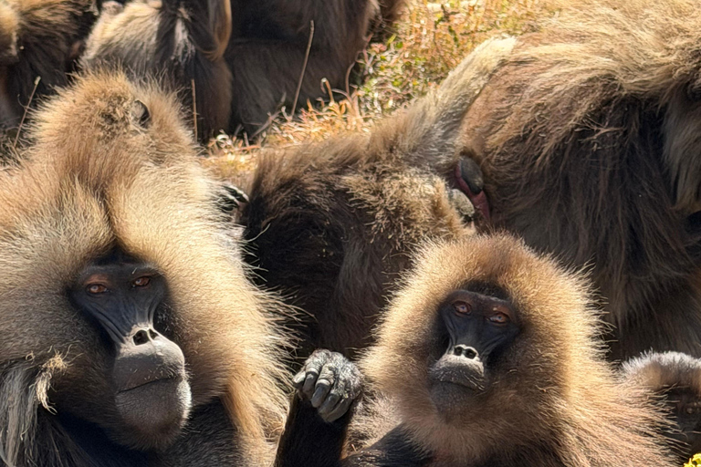 Exceptional Simien Mountains 3-Day Trekking Tour