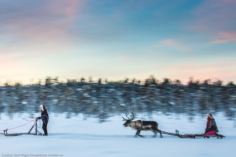Luleå: Reindeer Sled Ride and Northern Lights Tour