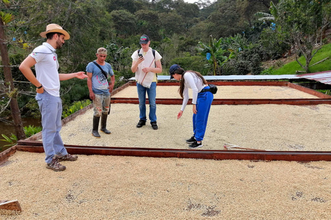 Cali: Coffee Tour - autentyczne doświadczenie z kawą