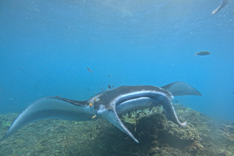 Nusa Penida: Afternoon Manta Snorkeling & Kelingking Sunset Afternoon Manta Snorkeling & Kelingking Sunset with Transfer