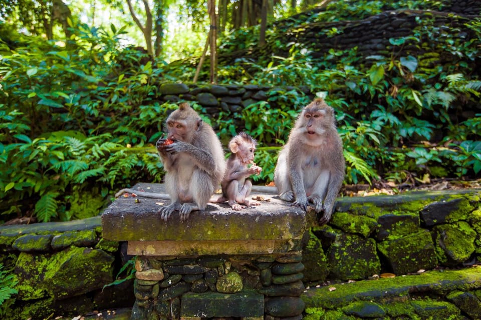 Ubud Tour Apenbos Rijstterras Tempel Gratis Entree Getyourguide