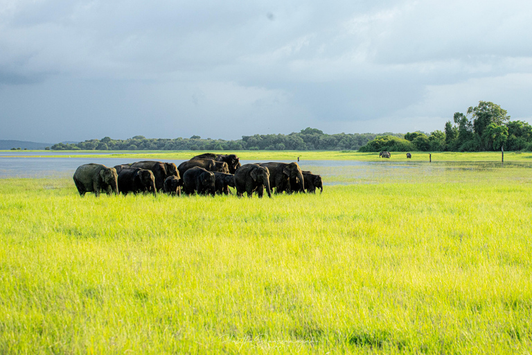 Minneriya National Park Jeep Safari – Meet at Park Entrance