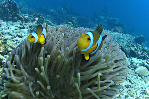 Phuket : Phi Phi Monkey Beach with Snorkeling & Lunch