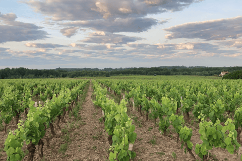 Visit an estate and taste wines in the Nantes vineyards