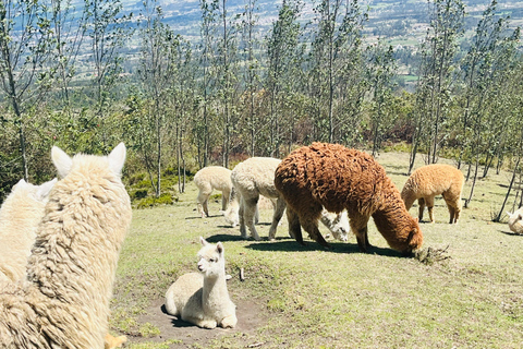 From Quito: Otavalo, Mercado de Ponchos, Cuicocha Lagoon, and Alpaca Farm Trip to Otavalo, Mercado de Ponchos, Cuicocha Lagoon, Alpaca Farm