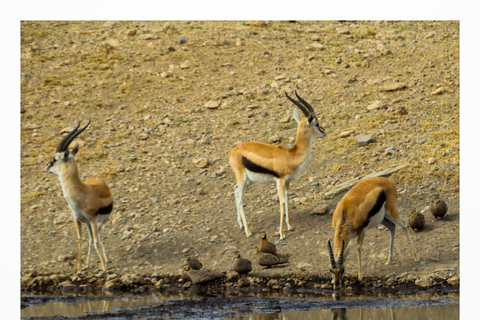 4-dniowa przygoda na prywatnym kempingu w Serengeti