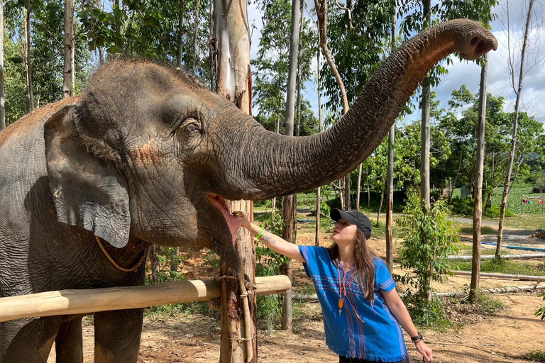 Expérience avec les éléphants avec transferts et buffet de nourriture thaïlandaise