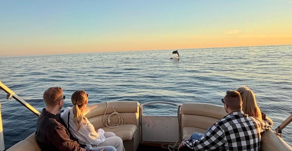 Private Bootsausflüge in Porec: Delfinbesichtigung, Panorama