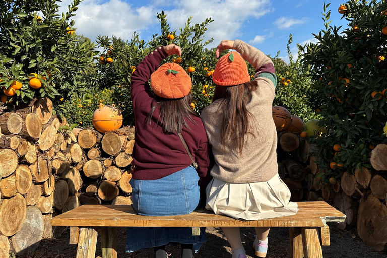 Jeju: Small Group Tour w/Pink Muhly & Tangerine Picking