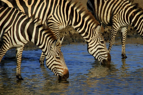 Arusha: 2-Day Lake Manyara National Park & Ngorongoro Crater 2-Day joining Safari to Tanzania National parks…
