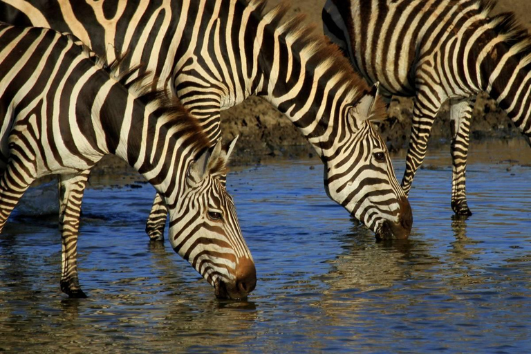 Arusha: 2-Day Lake Manyara National Park & Ngorongoro Crater 2-Day joining Safari to Tanzania National parks…