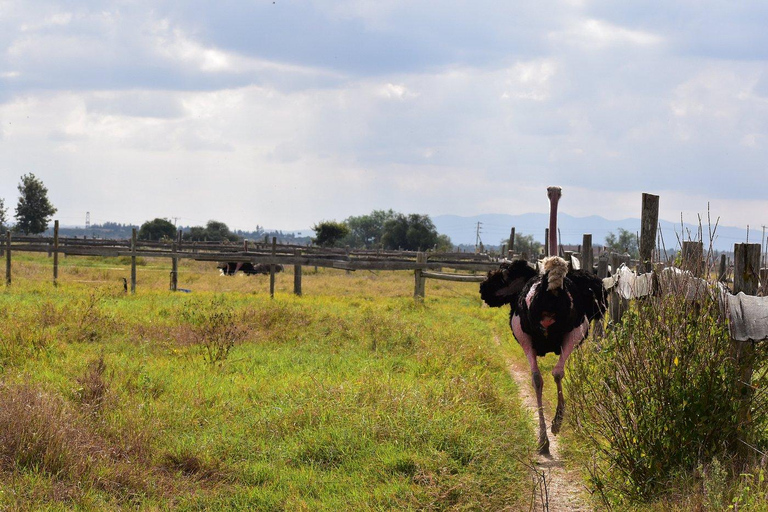 Nairobi: Maasai Ostrich Farm Tour with Lunch & Pickup