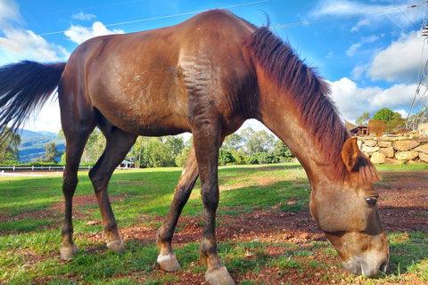 Galop gracieux, randonnée à cheval au Mont Kigali