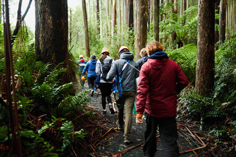 Vale de Yarra: Aventura de rapel na Seven Acre Rock