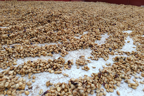 Guatemala City: Volcano-Grown Coffee Tasting Experience
