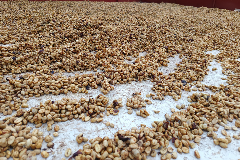 Guatemala City: Volcano-Grown Coffee Tasting Experience