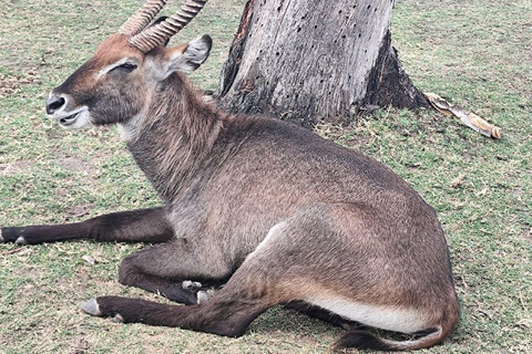 Nairobi: Crescent Island Sanctuary Day Trip with Lunch Nairobi: Crescent Island Sanctuary private day Trip